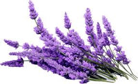 Lavender Oil