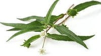 Bhringraj