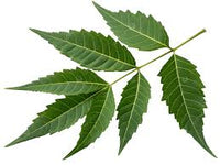 Neem