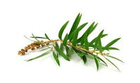 Tea Tree Oil