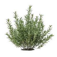 Rosemary Oil